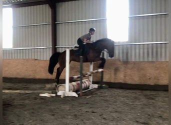 Draft Horse, Castrone, 10 Anni, 167 cm, Baio