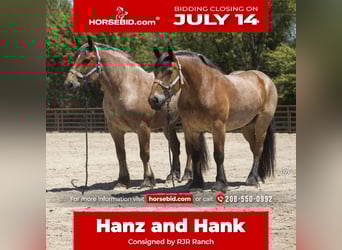 Draft Horse, Castrone, 10 Anni, 173 cm, Baio roano