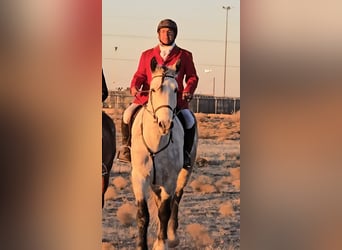 Draft Horse Mix, Castrone, 10 Anni, 173 cm, Grigio pezzato