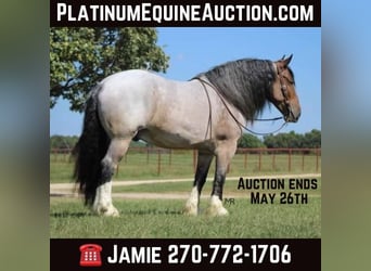 Draft Horse, Castrone, 10 Anni, 175 cm, Baio roano