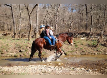 Draft Horse, Castrone, 10 Anni, Baio ciliegia