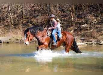 Draft Horse, Castrone, 10 Anni, Baio ciliegia