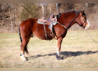 Draft Horse, Castrone, 10 Anni, Baio ciliegia