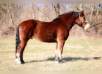 Draft Horse, Castrone, 10 Anni, Baio ciliegia