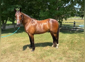 Draft Horse, Castrone, 10 Anni, Baio ciliegia