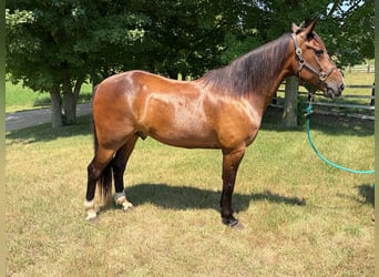 Draft Horse, Castrone, 10 Anni, Baio ciliegia