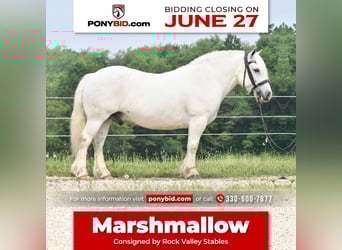 Draft Horse, Castrone, 10 Anni, Bianco