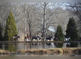 Draft Horse Mix, Castrone, 10 Anni, Pelle di daino