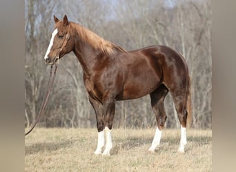Draft Horse, Castrone, 10 Anni, Sauro scuro
