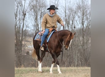 Draft Horse, Castrone, 10 Anni, Sauro scuro
