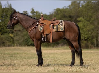 Draft Horse, Castrone, 11 Anni, 152 cm, Baio roano