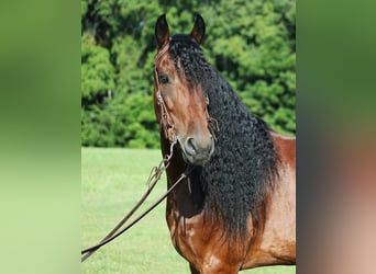 Draft Horse, Castrone, 11 Anni, 157 cm, Baio ciliegia