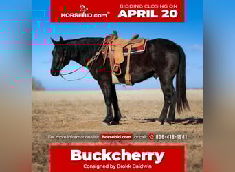 Draft Horse Mix, Castrone, 11 Anni, 157 cm, Roano blu