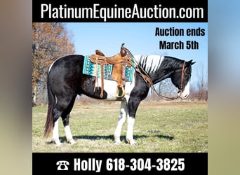 Draft Horse, Castrone, 11 Anni, 157 cm, Tobiano-tutti i colori