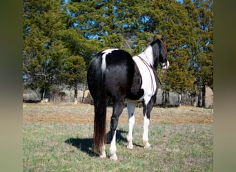 Draft Horse, Castrone, 11 Anni, 157 cm, Tobiano-tutti i colori