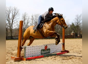 Draft Horse, Castrone, 11 Anni, 160 cm, Falbo
