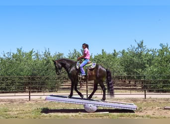 Draft Horse, Castrone, 11 Anni, 163 cm, Baio ciliegia