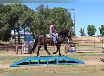 Draft Horse, Castrone, 11 Anni, 163 cm, Baio ciliegia