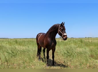 Draft Horse, Castrone, 11 Anni, 163 cm, Baio ciliegia