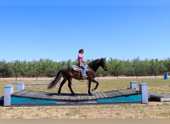 Draft Horse, Castrone, 11 Anni, 163 cm, Baio ciliegia