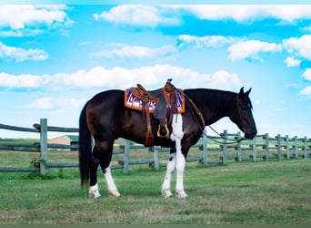 Draft Horse, Castrone, 11 Anni, 163 cm, Tobiano-tutti i colori