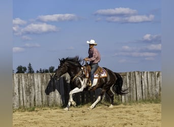 Draft Horse, Castrone, 11 Anni, 163 cm, Tobiano-tutti i colori