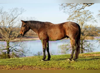 Draft Horse Mix, Castrone, 11 Anni, 178 cm, Baio roano
