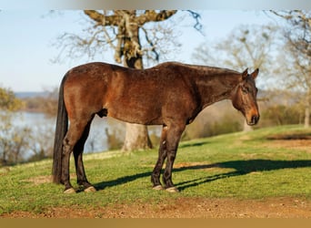 Draft Horse Mix, Castrone, 11 Anni, 178 cm, Baio roano