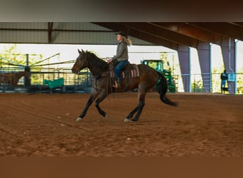 Draft Horse Mix, Castrone, 11 Anni, 178 cm, Baio roano