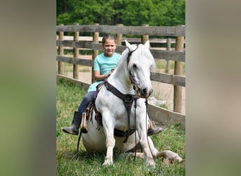 Draft Horse, Castrone, 11 Anni, Bianco