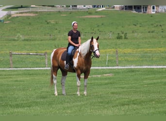 Draft Horse, Castrone, 11 Anni, Pezzato