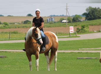 Draft Horse, Castrone, 11 Anni, Pezzato