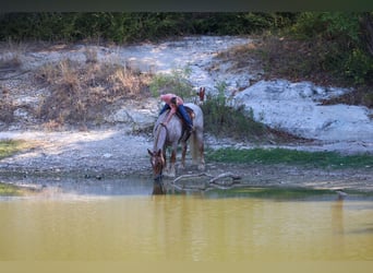 Draft Horse Mix, Castrone, 11 Anni, Roano rosso