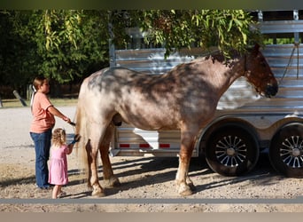 Draft Horse Mix, Castrone, 11 Anni, Roano rosso