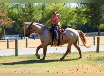 Draft Horse Mix, Castrone, 11 Anni, Roano rosso