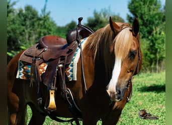 Draft Horse Mix, Castrone, 11 Anni, Sauro ciliegia
