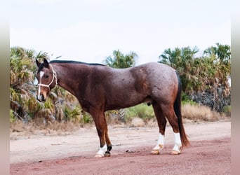 Draft Horse Mix, Castrone, 12 Anni, 150 cm, Baio roano