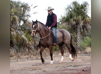 Draft Horse Mix, Castrone, 12 Anni, 150 cm, Baio roano