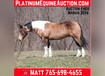 Draft Horse, Castrone, 12 Anni, 155 cm, Pelle di daino