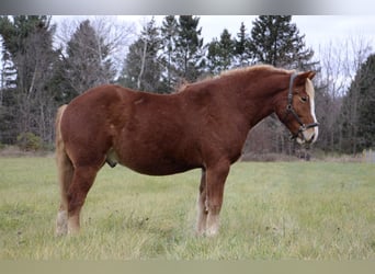 Draft Horse, Castrone, 12 Anni, 157 cm, Sauro scuro