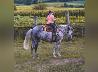 Draft Horse, Castrone, 12 Anni, 160 cm, Grigio pezzato