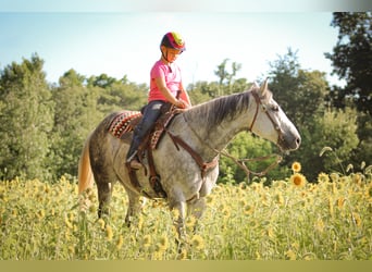 Draft Horse, Castrone, 12 Anni, 160 cm, Grigio pezzato