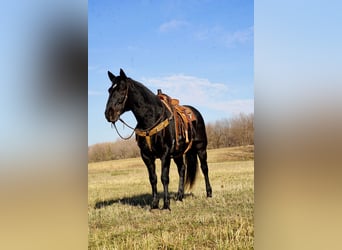 Draft Horse Mix, Castrone, 12 Anni, 160 cm, Morello