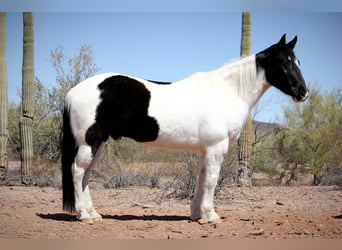 Draft Horse Mix, Castrone, 12 Anni, 160 cm