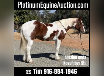 Draft Horse, Castrone, 12 Anni, 160 cm, Tobiano-tutti i colori