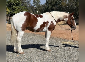 Draft Horse, Castrone, 12 Anni, 160 cm, Tobiano-tutti i colori