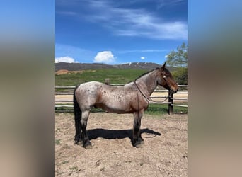 Draft Horse, Castrone, 12 Anni, 163 cm, Baio roano