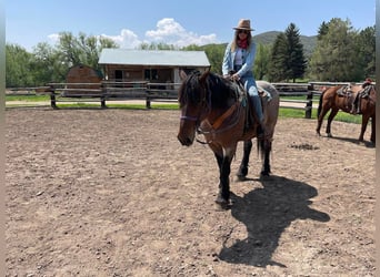 Draft Horse, Castrone, 12 Anni, 163 cm, Baio roano