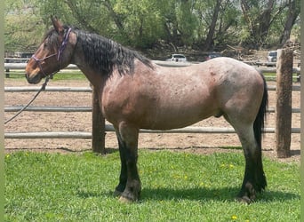 Draft Horse, Castrone, 12 Anni, 163 cm, Baio roano