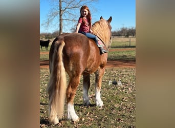 Draft Horse, Castrone, 12 Anni, 178 cm, Sauro ciliegia